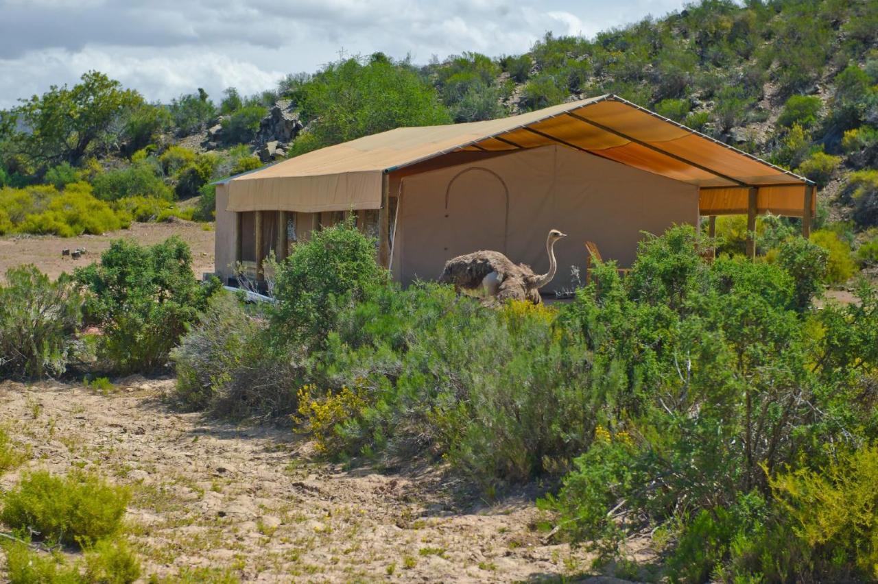 African Game Lodge Montagu Exteriör bild