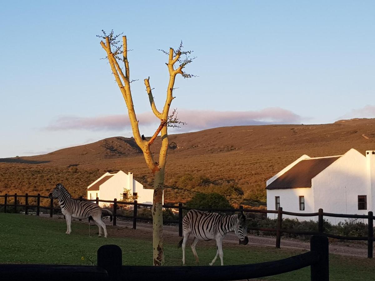 African Game Lodge Montagu Exteriör bild