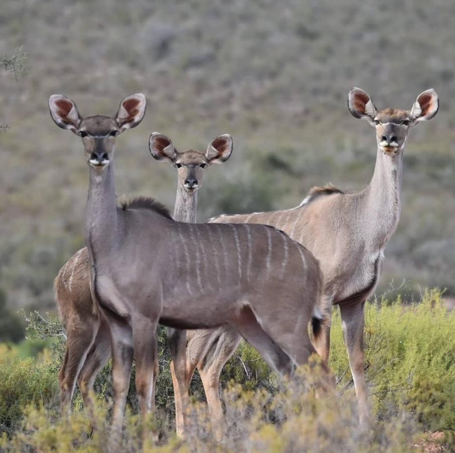 African Game Lodge Montagu Exteriör bild