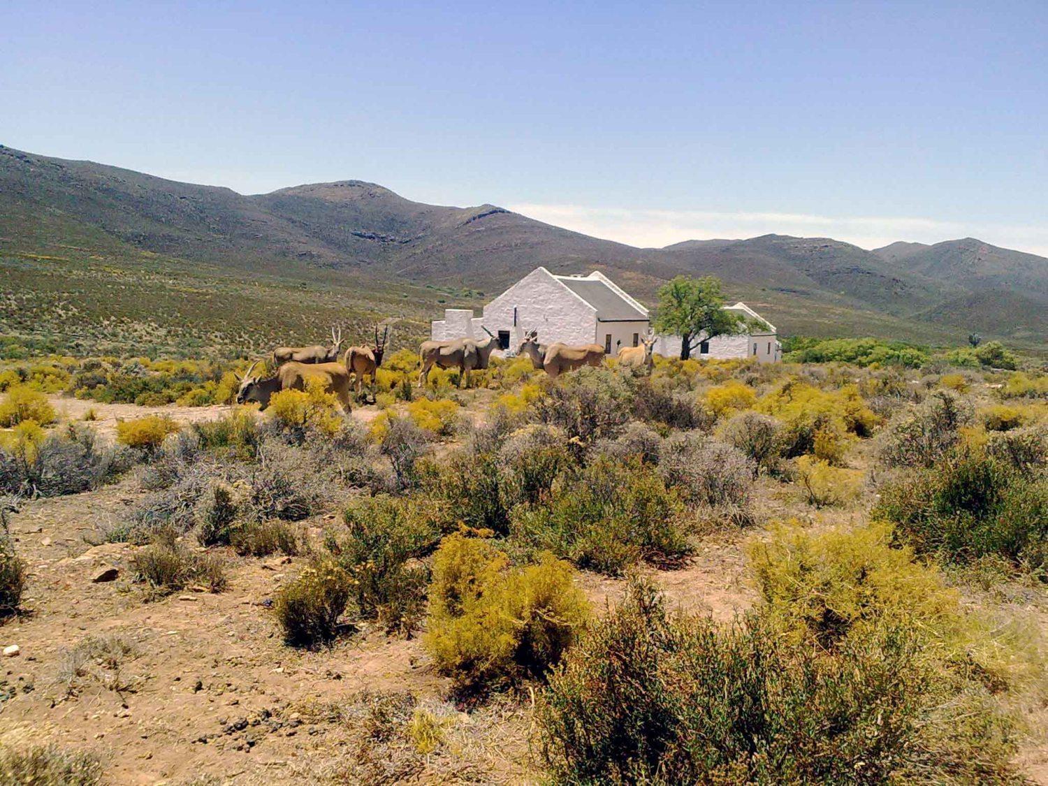 African Game Lodge Montagu Exteriör bild
