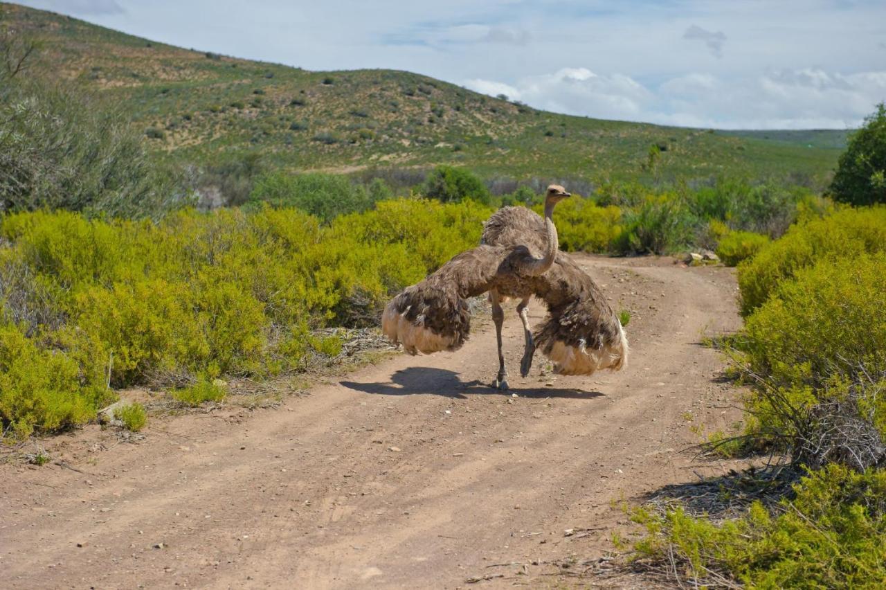 African Game Lodge Montagu Exteriör bild